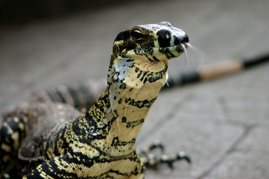 Healesville Sanctuary