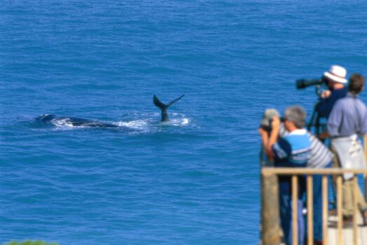Hervey Bay Marine Park