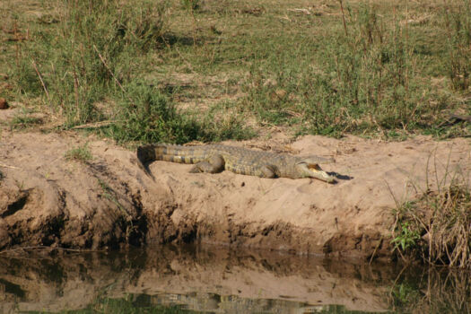 Jumping Crocodiles Cruise