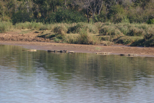 Jumping Crocodiles Cruise