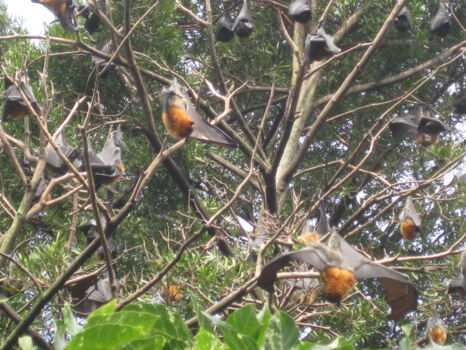 Mataranka
