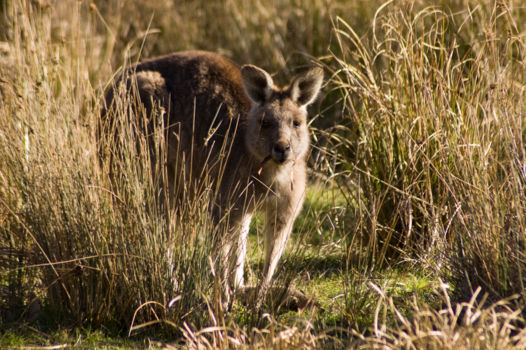 Namadgi National Park