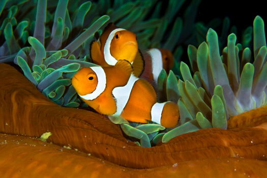 Ningaloo Marine Park