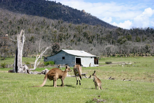 Tidbinbilla Nature Reserve