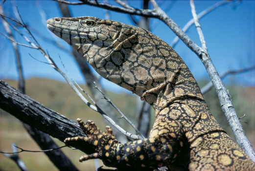 Tidbinbilla Nature Reserve