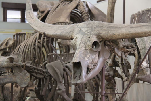 Western Australian Museum