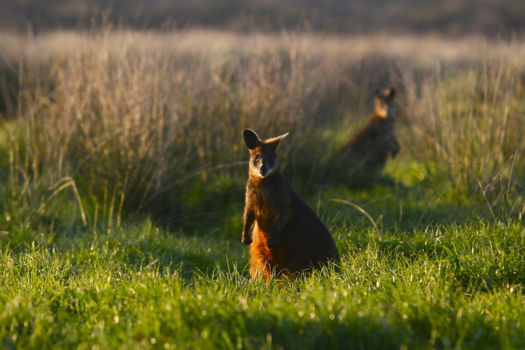 Yanchep National Park