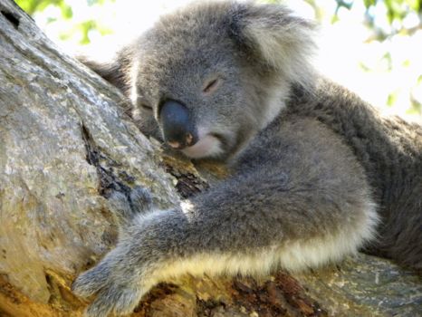 Yanchep National Park