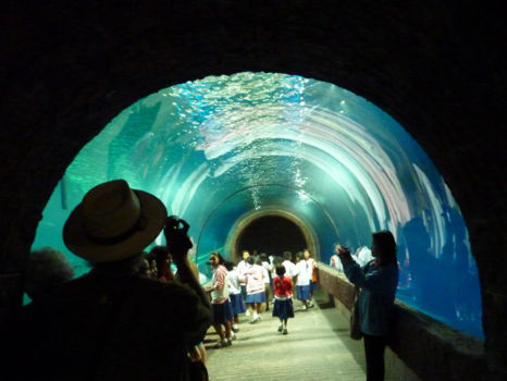 Zwemmen met haaien in AQWA