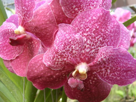 Australisch Monument