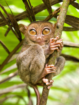 Bogani Nani Wartabone National Park