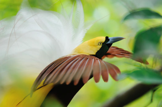 Indonesië