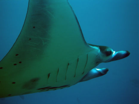 Duiken Kalimantan