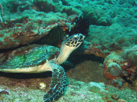 Duiken Kalimantan