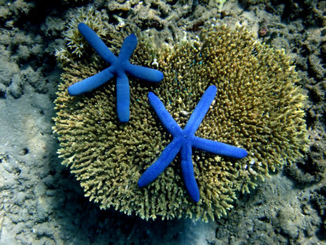 Duiken Kalimantan