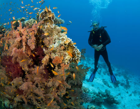 Duiken en snorkelen Java