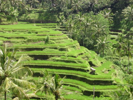 Fietsen Ubud