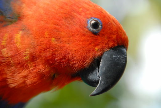 Gunung Gede Pangrango National Park