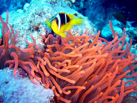 Karimunjawa Marine National Park