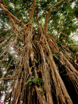 Kayan Mentarang National Park
