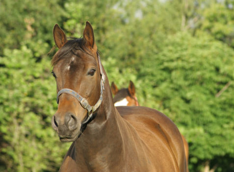 Lore Lindu National Park
