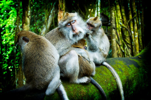 Monkey Forest