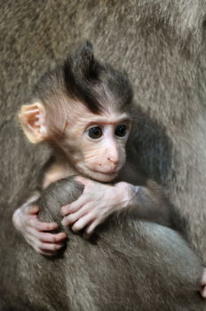 Monkey Forest