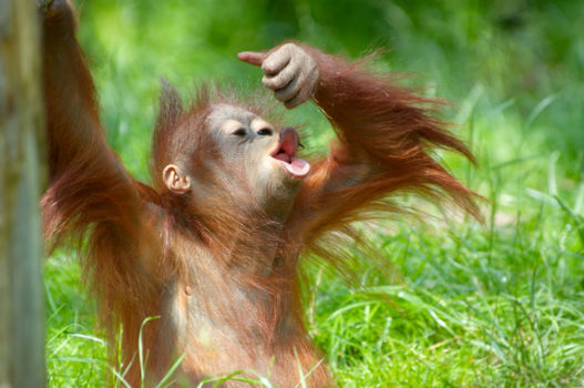 Orang-oetan rehabilitatiecentrum