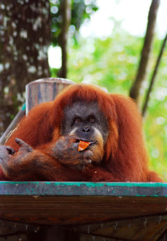Orang-oetan rehabilitatiecentrum