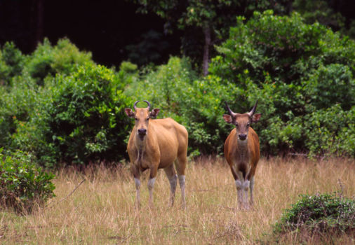 Pangandaran National Park