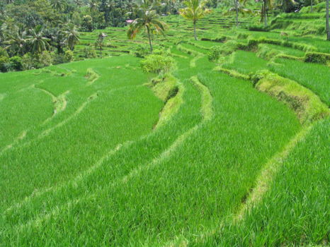 Pulau Kaget