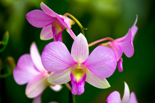 Taman Anggrek Clara Bundt