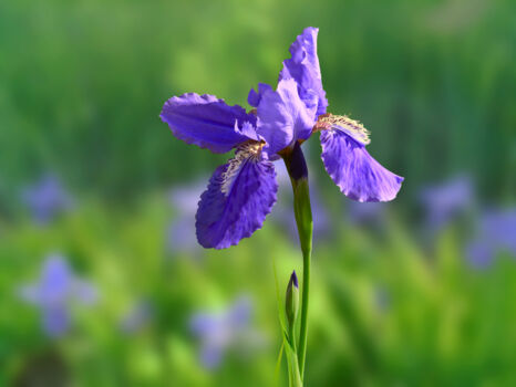 Taman Anggrek Clara Bundt
