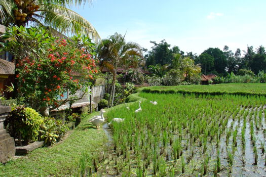 Ubud