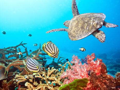 Wakatobi Marine National Park