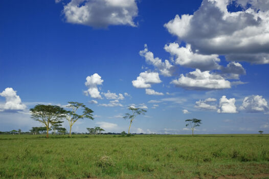 Wasur-Rawa Biru National Park