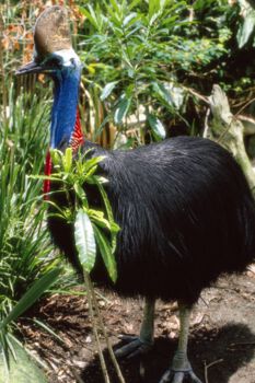 Wasur-Rawa Biru National Park