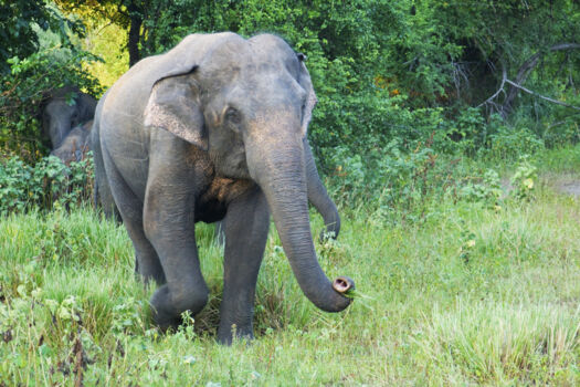 Way Kambas National Park