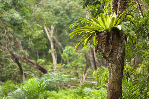 Way Kambas National Park