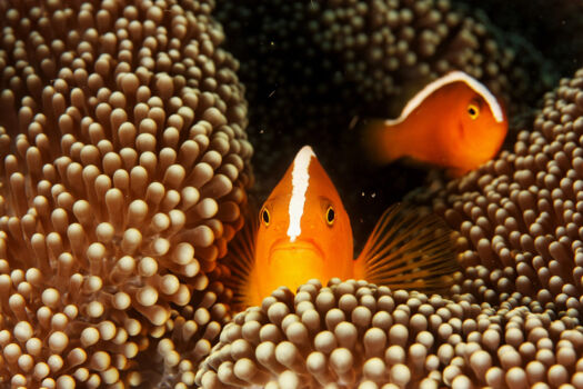 Duiken Bay of Islands