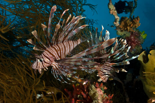 Duiken Fiordland National Park