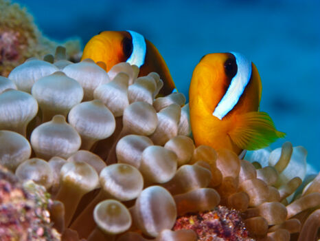 Duiken Marlborough Sounds