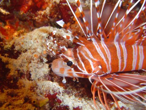Duiken Stewart Island