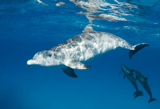 Great Barrier Island