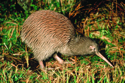 Kahurangi National Park