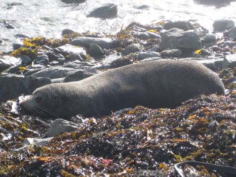Kaikoura