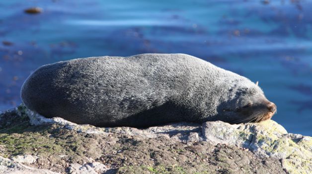 Kajakken Abel Tasman National Park