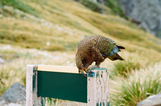 Kapiti Island