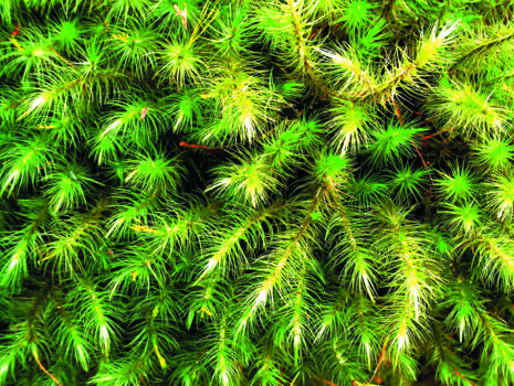 Karori Wildlife Sanctuary