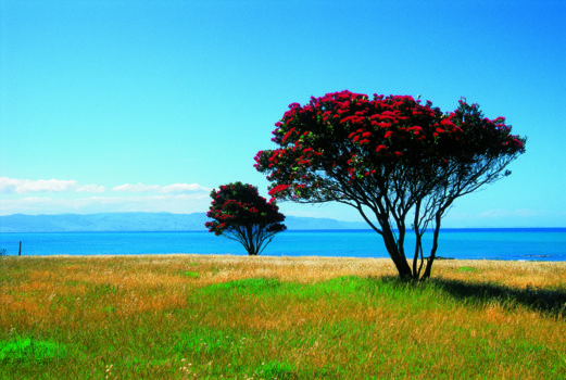 Kawhia Harbour